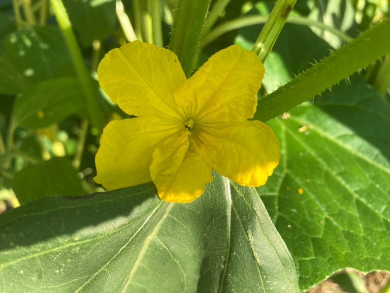 Cuke bloom