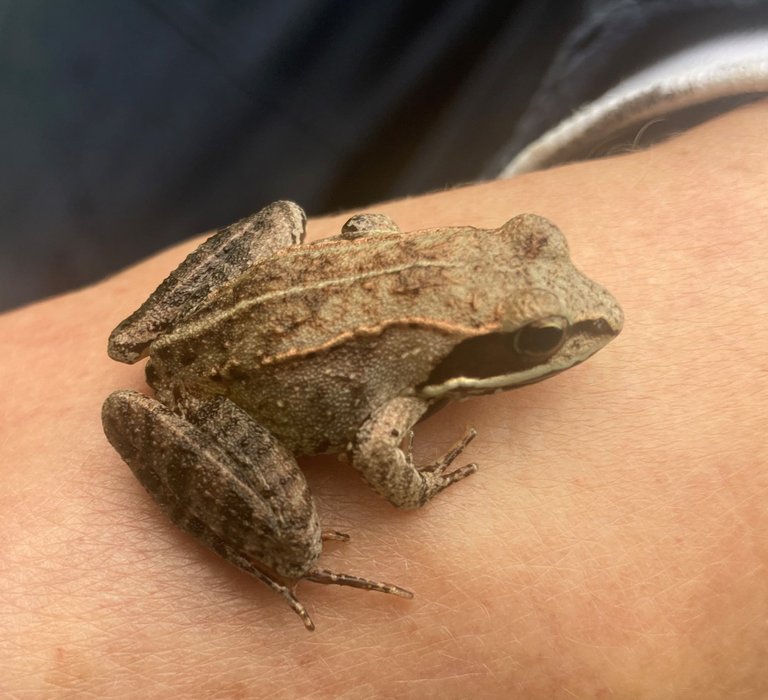 Wood frog