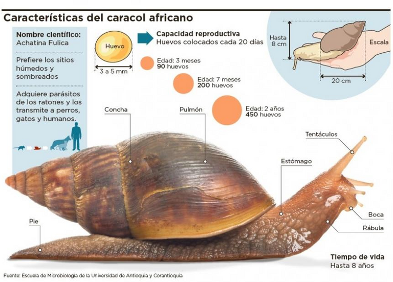 Achatina_achatina