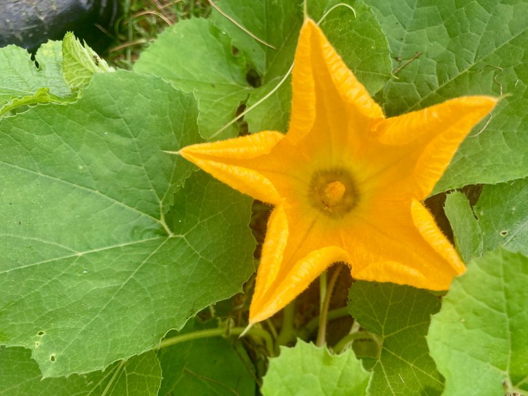 Star