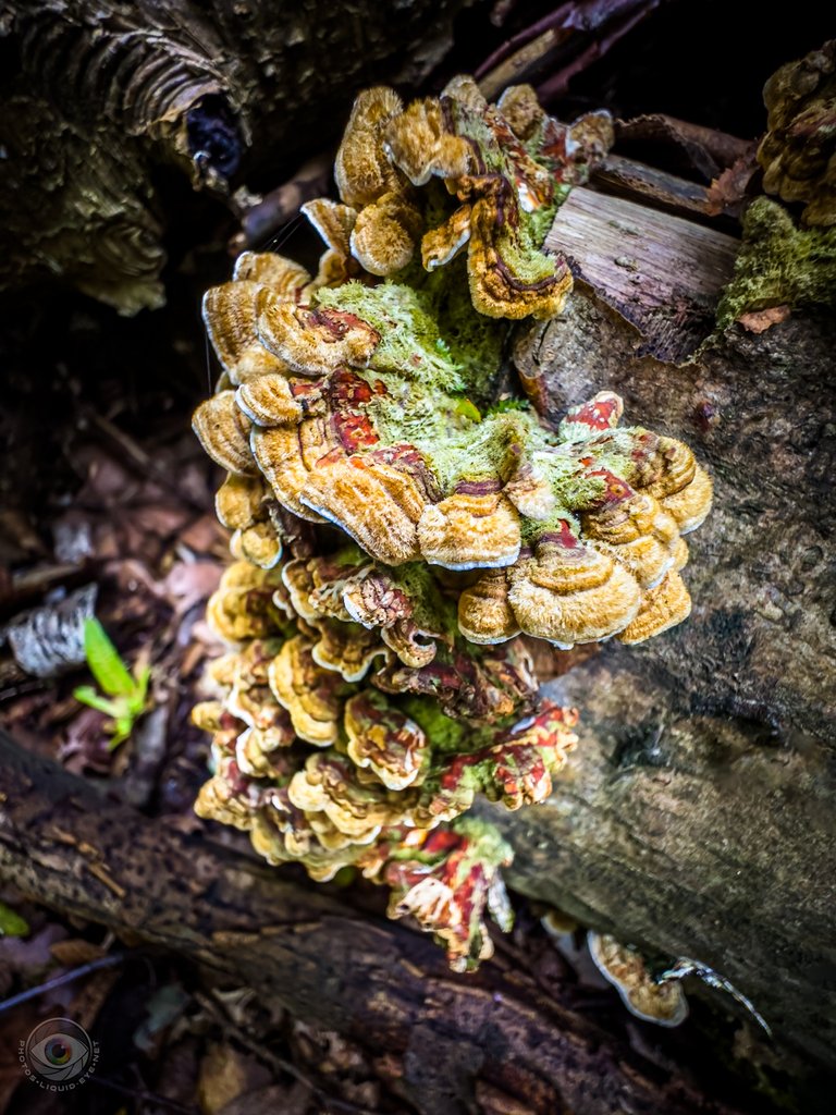 Hairy Curtain Crust Fungi