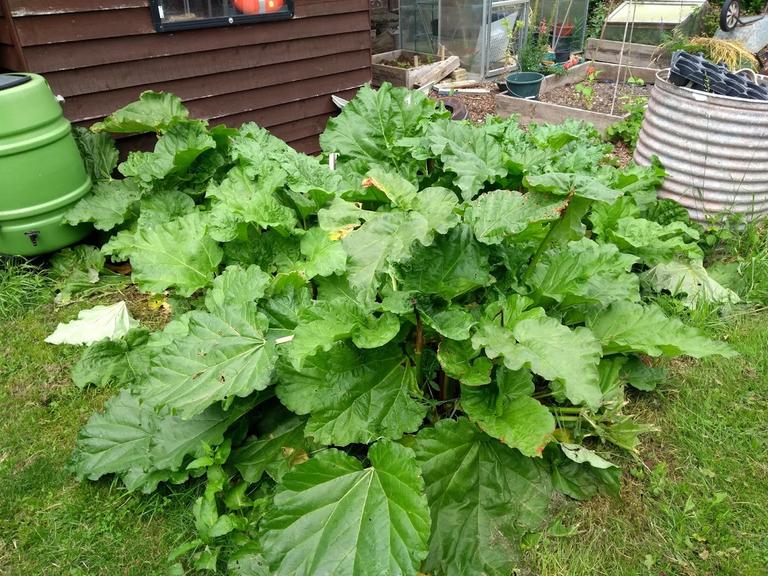 Rhubarb