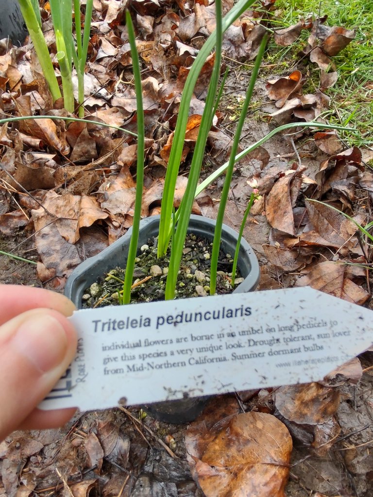 Triteleia penducularis