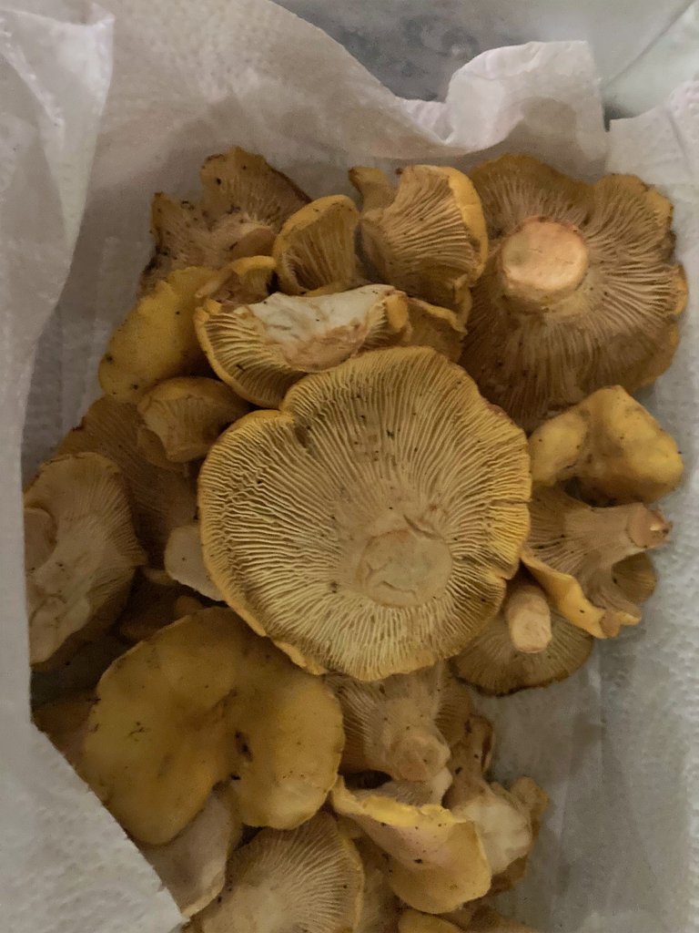Chantrelles