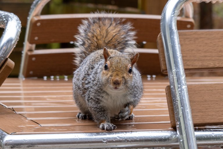 Grey Squirrel looks straight at the camera while sitting on the garden table