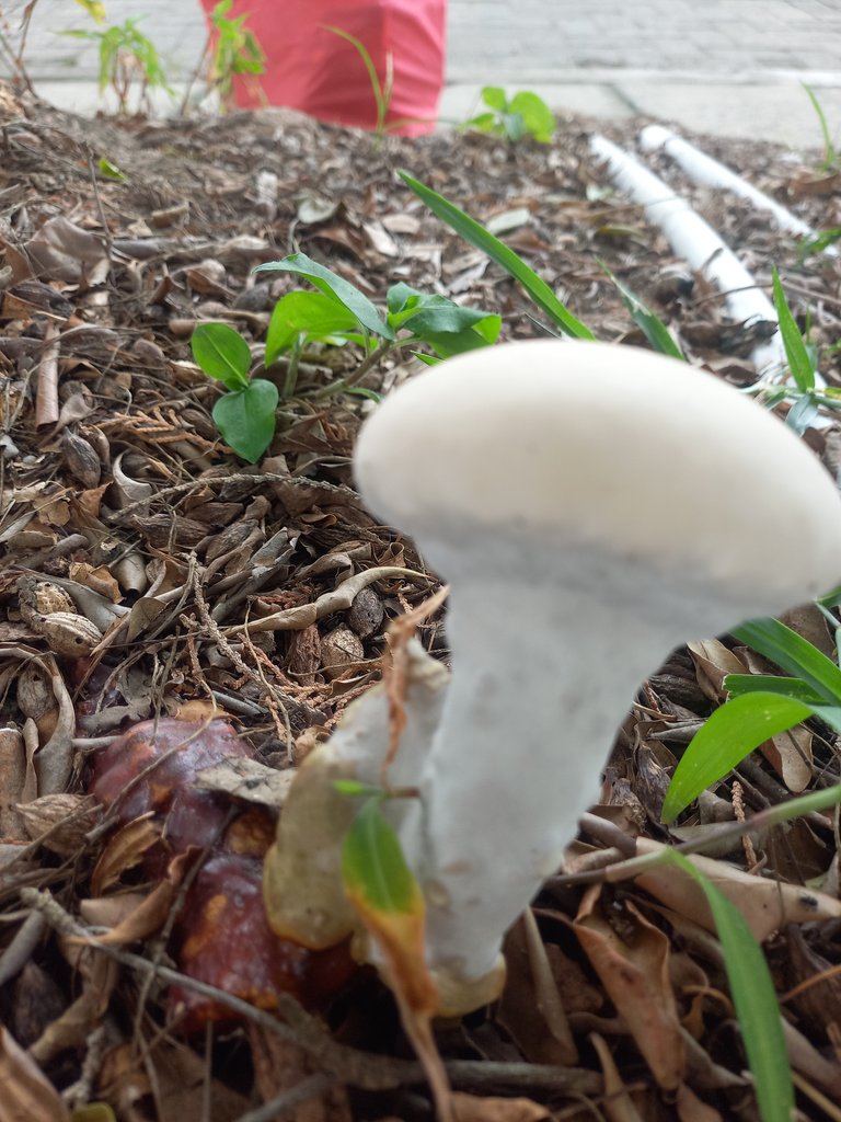 Beutiful Mushrooms Alone