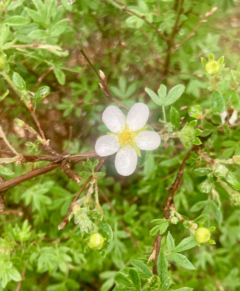 New bloom