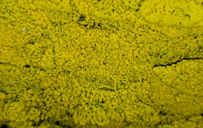 yellowslimemold_copy