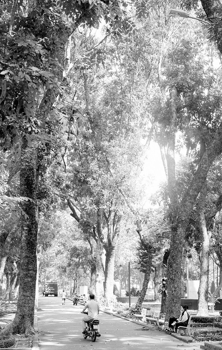 Really tall trees!