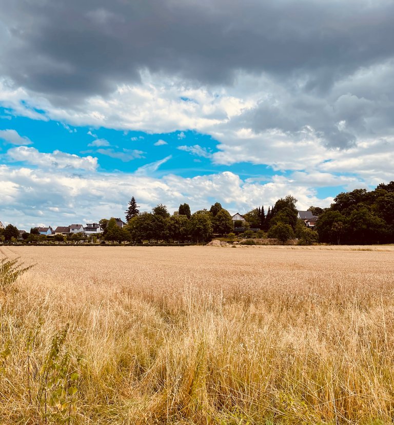 🌾 Field of Gold /Goldener Weizen [ENG/GER]