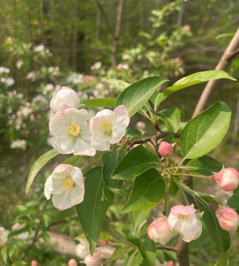 Crabapple