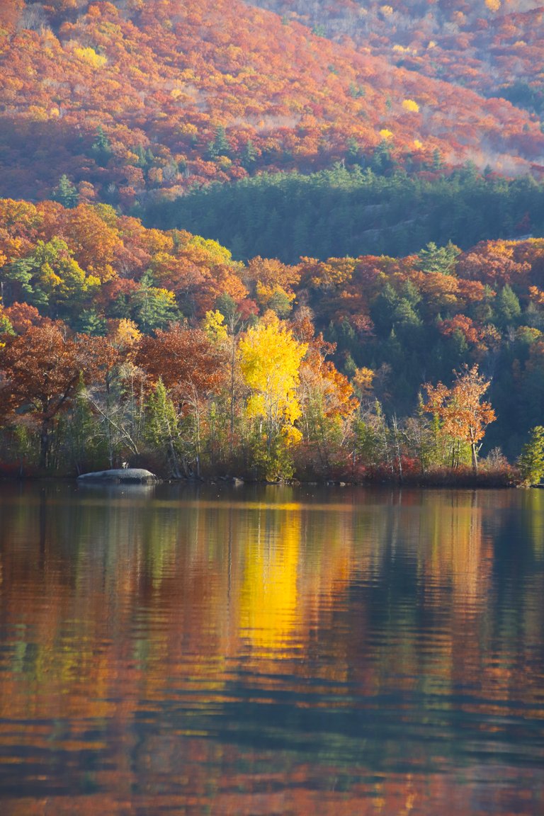 Yellow tree