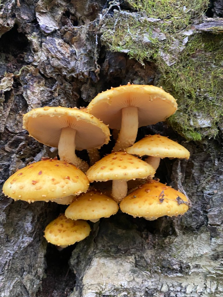 Pholiota ?