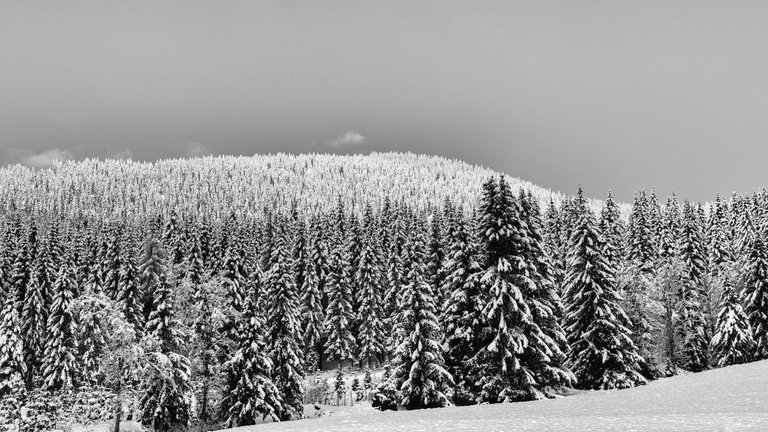 Flattnitz - White and some Black - Winter views from the Road