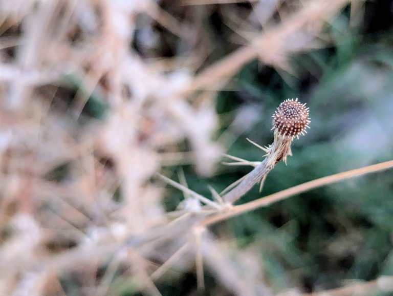 Dried Thorny Plant