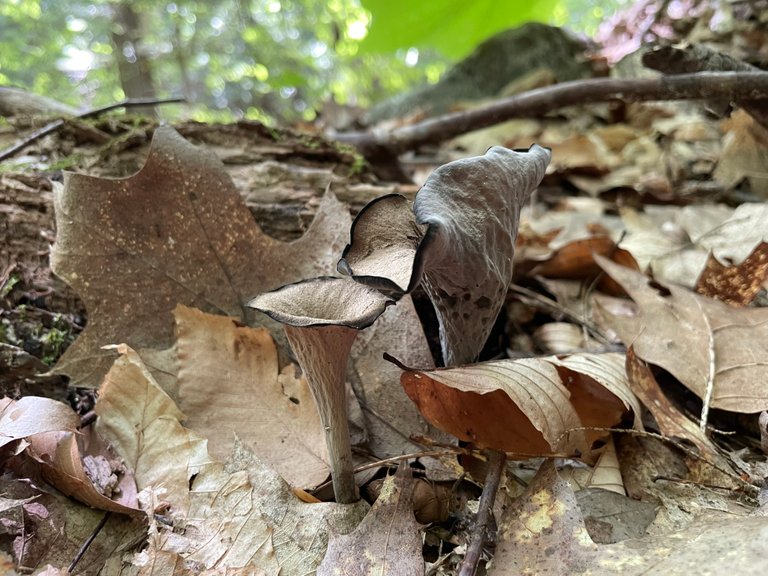 Black trumpet up close