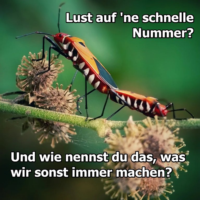 insekten.jpg