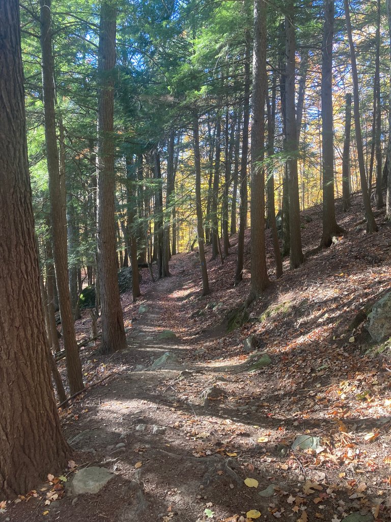 Pine section