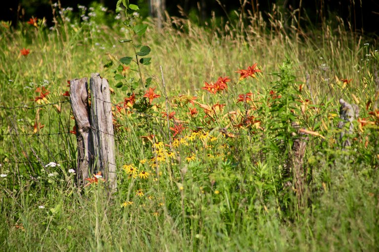 Field of flowers
