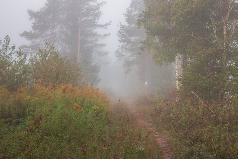 The Leaves are Falling - Autumn is here - Fog and Spider Webs