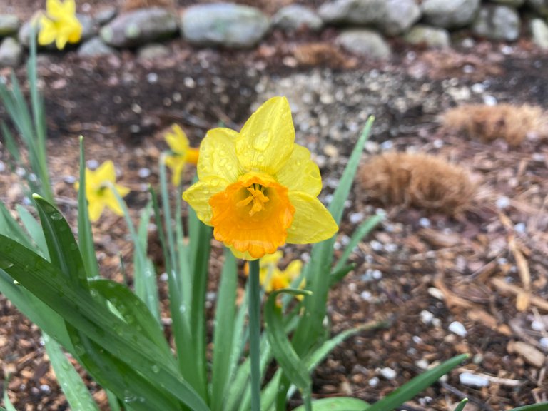 Wet Daffodil