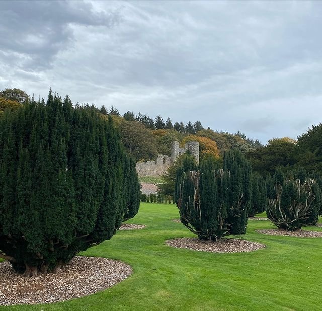 The yew trees in scotland