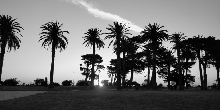 sunset_view_from_behind_the_palm_trees.jpg