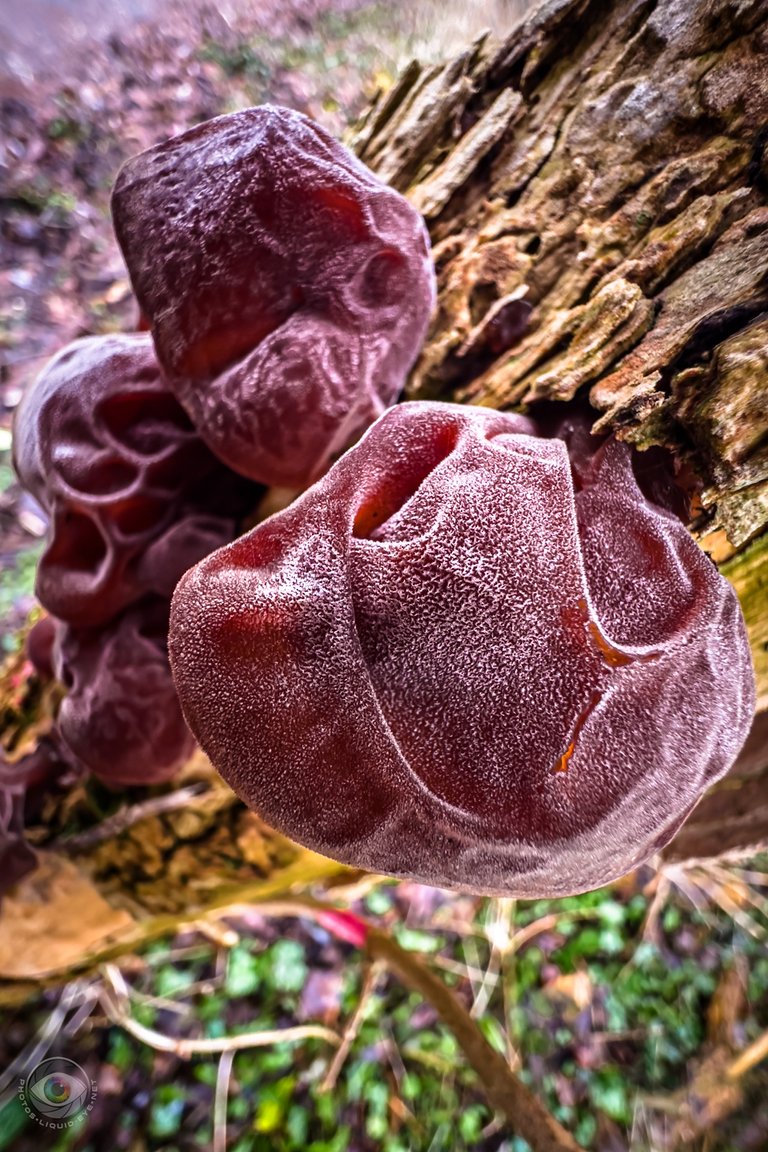 Judas Ear Mushroom