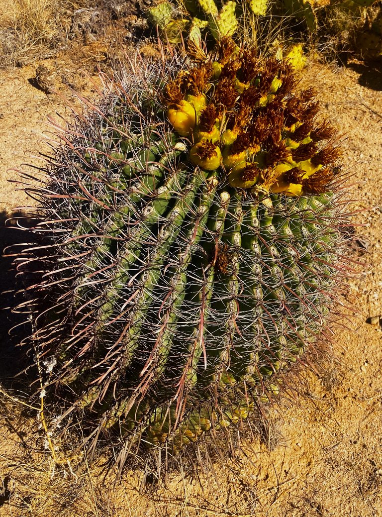 Barrel Cactus