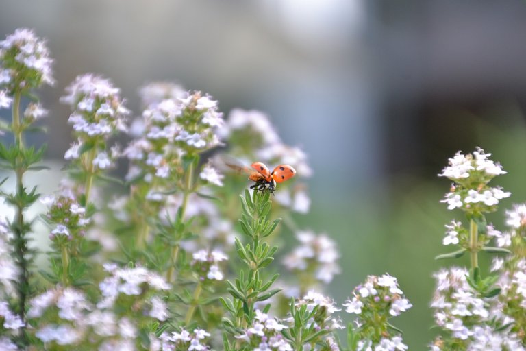 Medicinal plants, Thyme