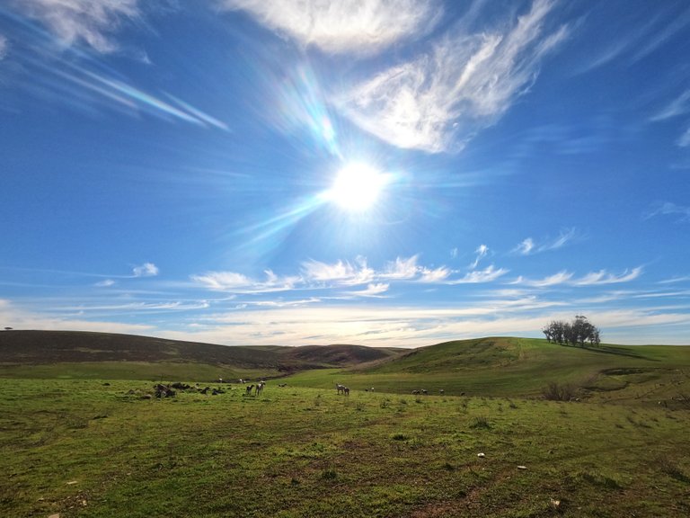 Near Clare, South Australia