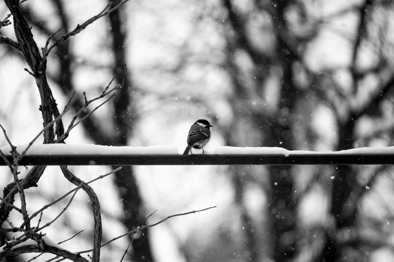 bw_birds_great_tit_img_0883.jpg