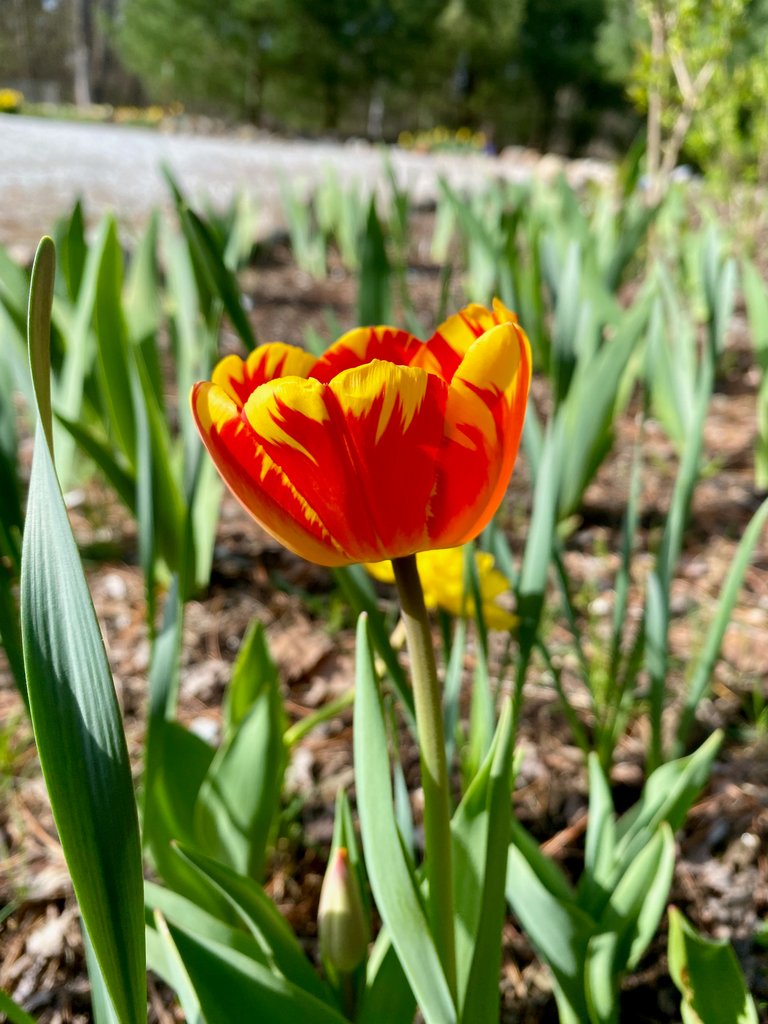 Tulip