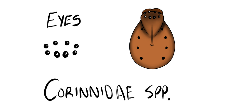 corinnidae.png