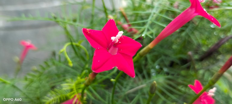 beautiful flower of red color,