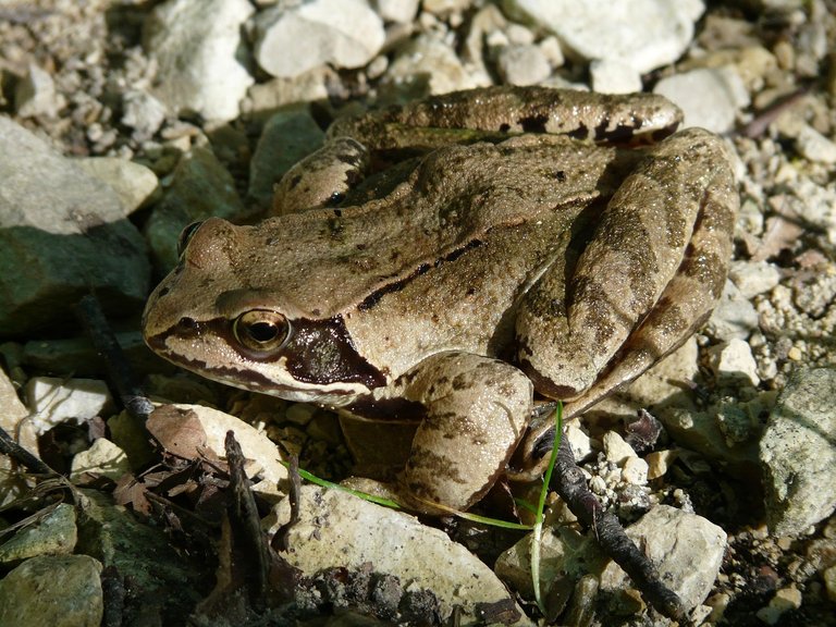 Beneficial animals for the garden, Frogs