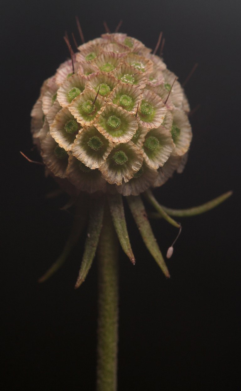 by_borjan_field_scabious_seeds.jpg