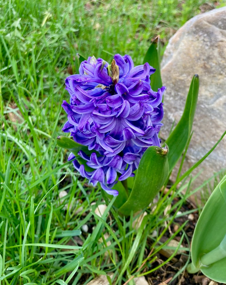 Hyacinth
