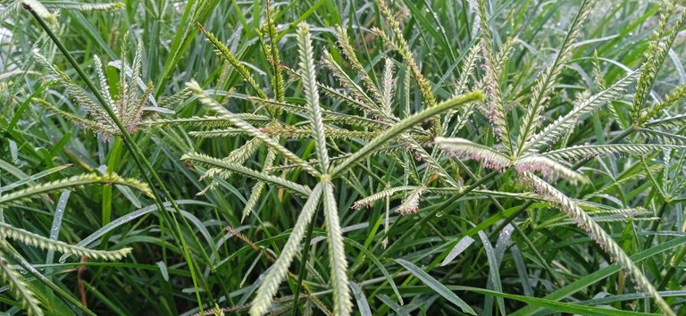 Photographs Green grass flowers are beautiful to look at