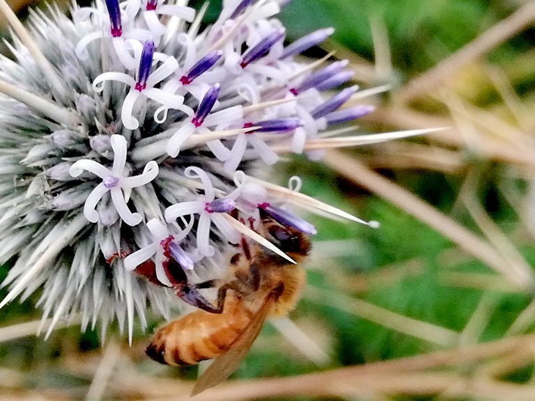 Bees at Work