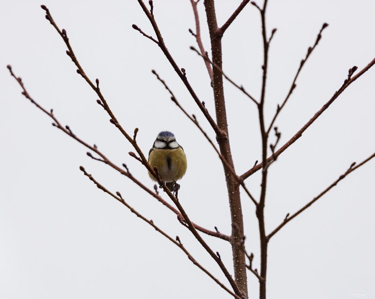 Wildlife Photography: Birds - Blue Tit - Johann Piber