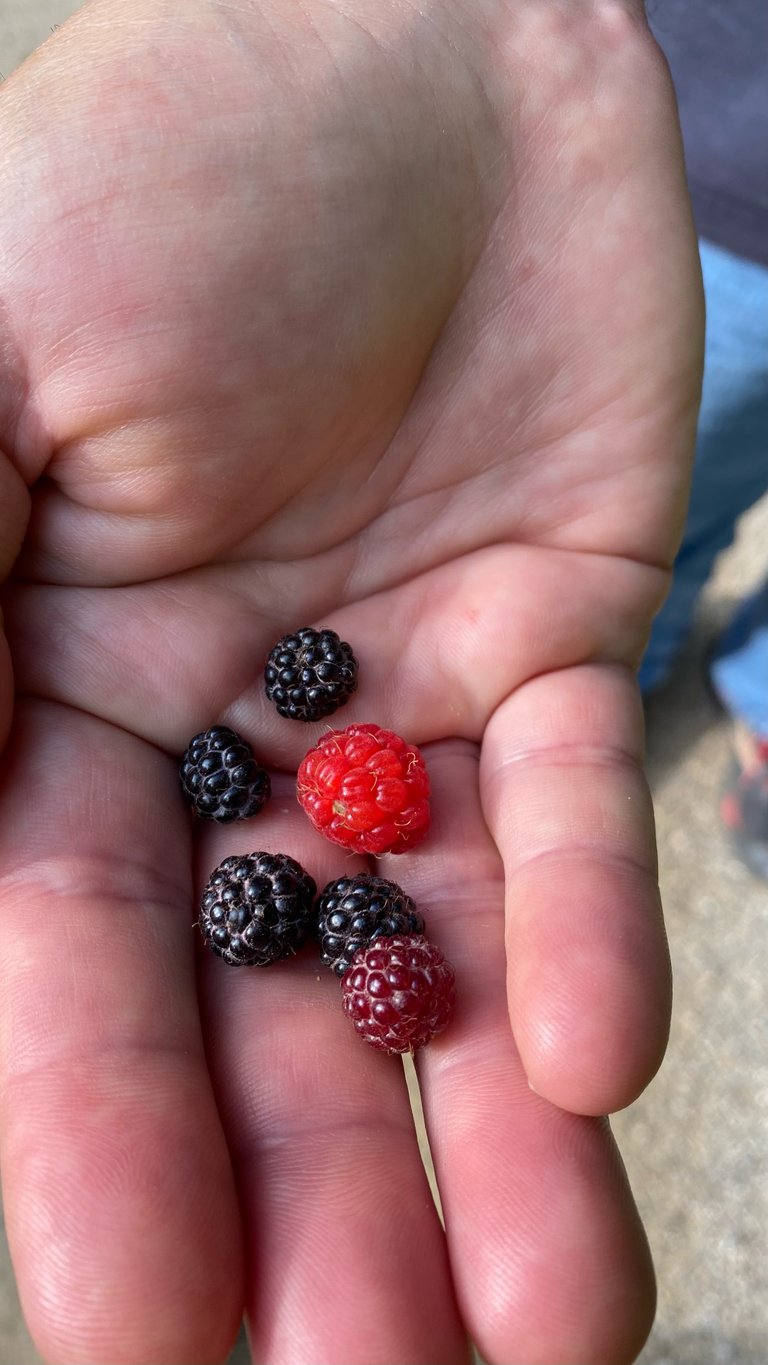 Small Berries