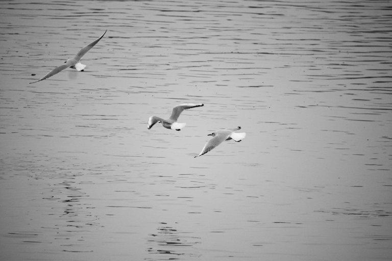 bw_birds_gull_img_9801.jpg