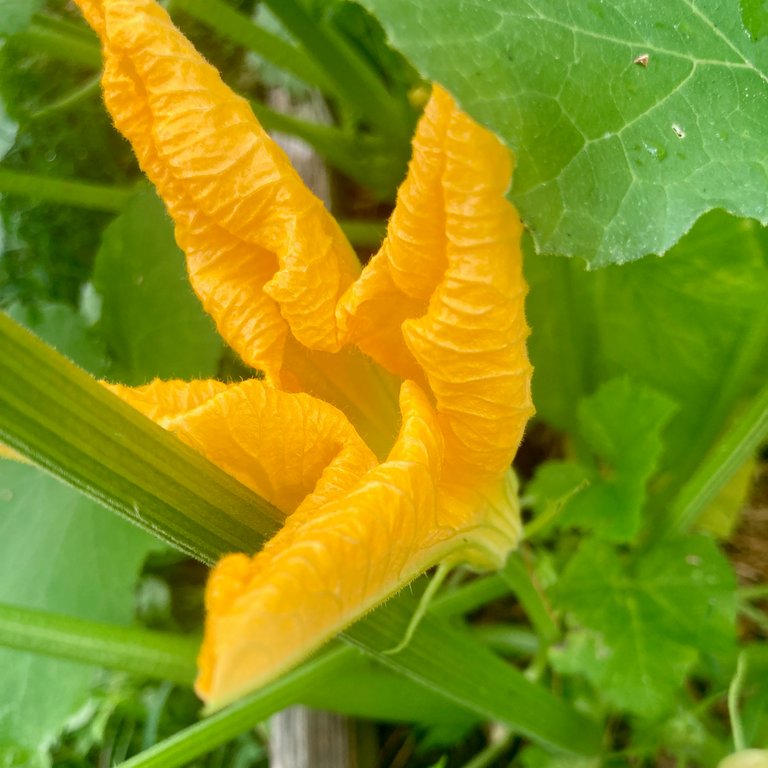 Zucchini