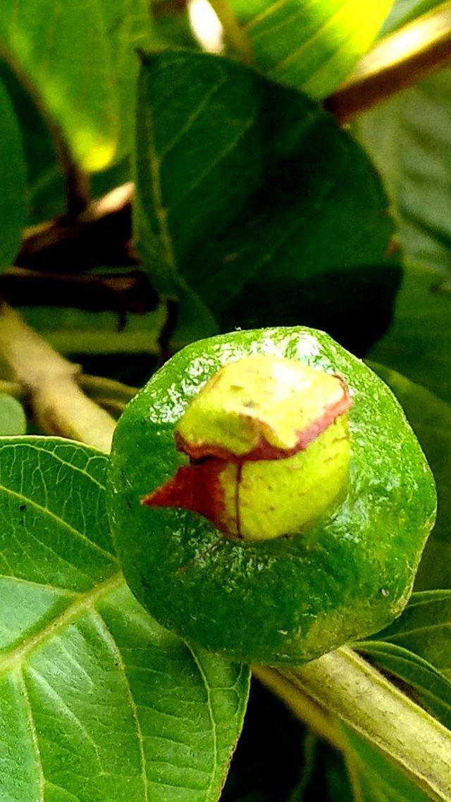 guava_1