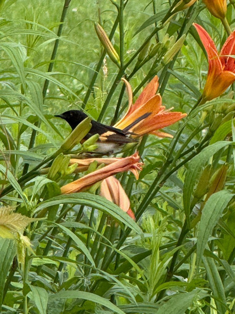 Redstart