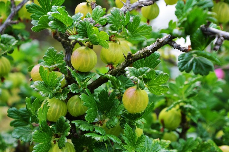 Medicinal plants, Indian gooseberry