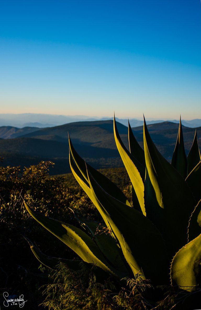 maguey_2.jpg