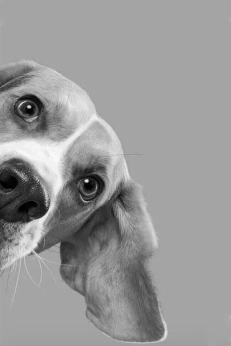 dog.jpg