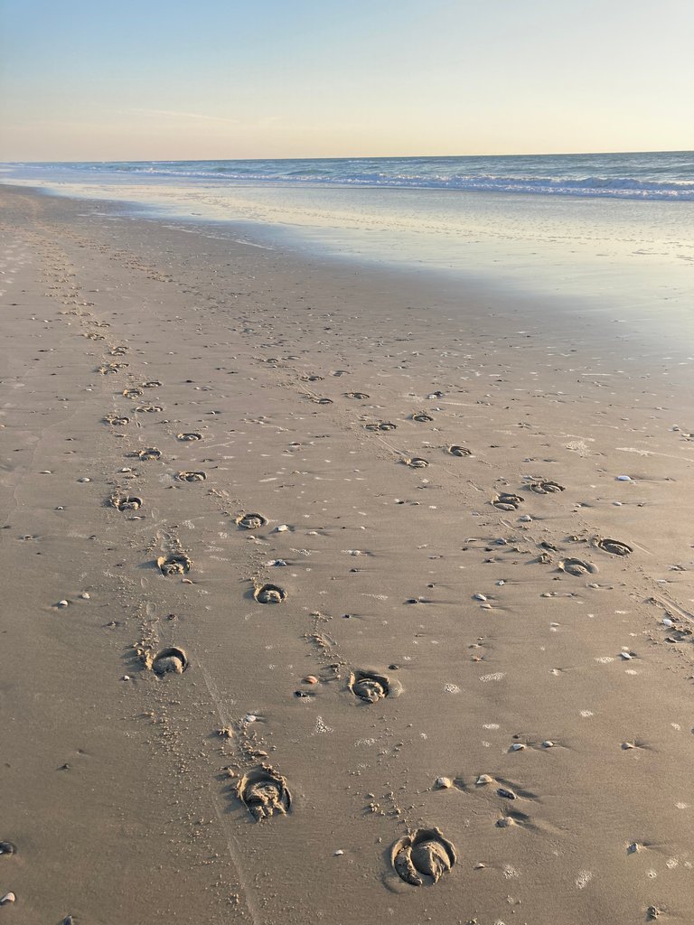 Tracks on beach
